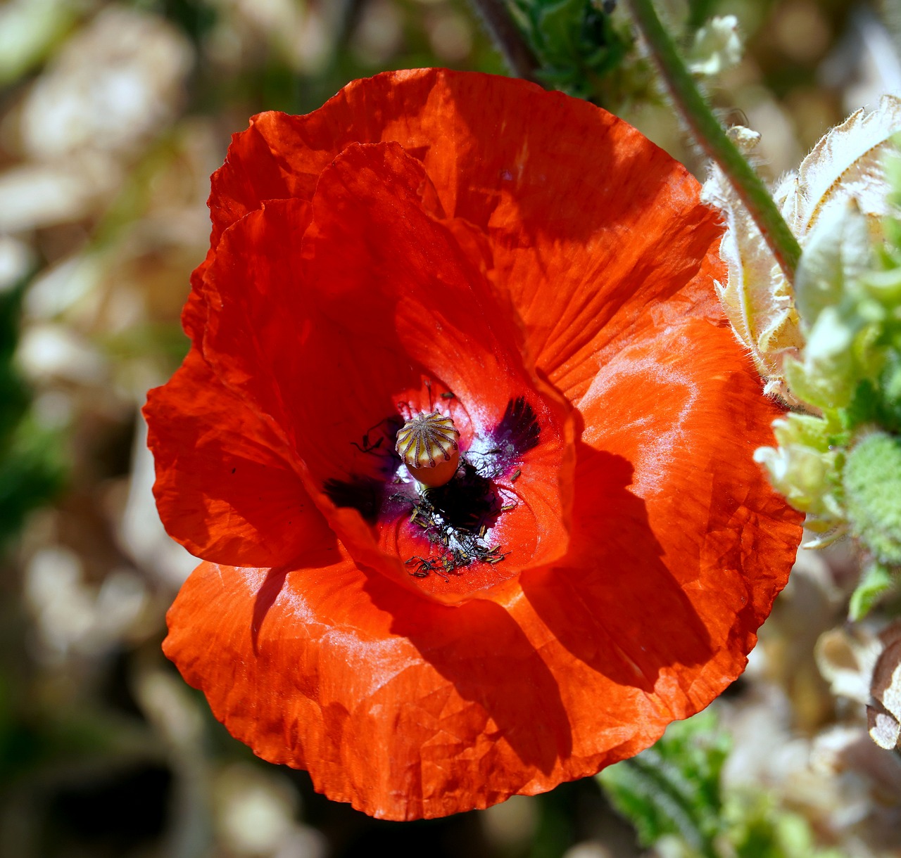 poppy, flower, plant-8051796.jpg