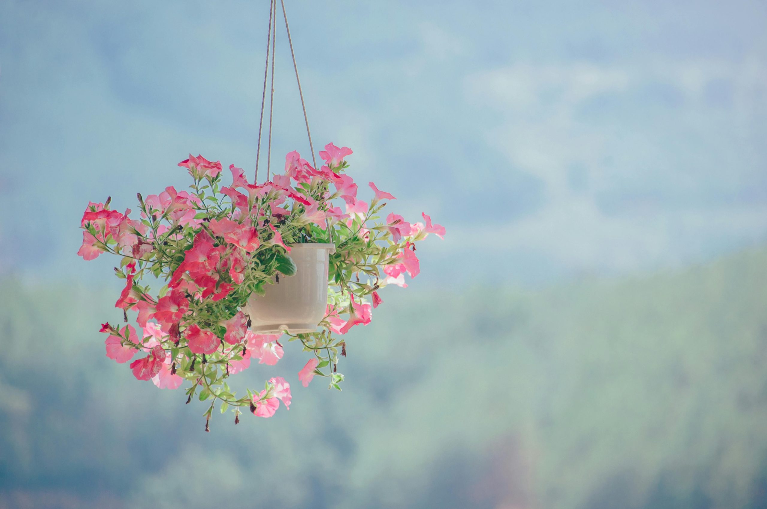 Pink Petaled Flower Plant Inside White Hanging Pot